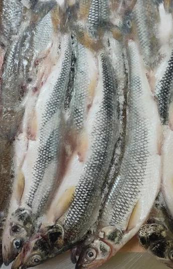 Фото Корюшка азиатская зубастая тихоокеанская свежемороженая 20-35см (20кг мешок)