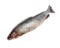 Фото Хариус солёномороженный (контейнер 11-14 кг)