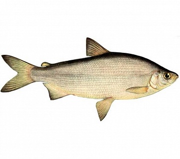 Фото Пелядь 1+