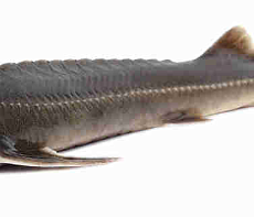 Осётр Сибирский свежемороженый (6-8кг) аквакультура