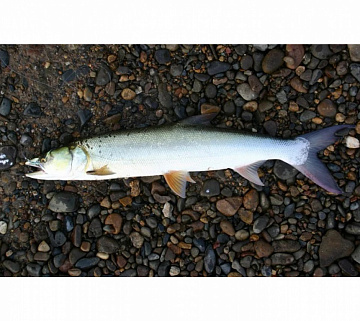 Фото Желтощек 14 кг