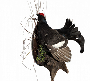 Фото Тетерев на медальоне