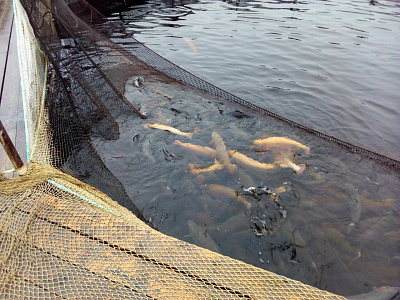 Превью Форель Мурманская свежемороженая непотрошеная