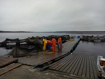 Превью Форель Мурманская свежемороженая непотрошеная