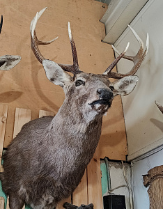 Превью Голова пятнистого оленя с рогами