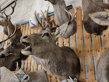 Фото Голова ревущего европейского оленя