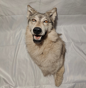 Превью Голова светлого волка по грудь