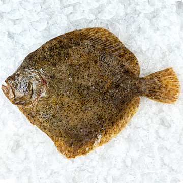 Фото Камбала Калкан свежемороженая 3-5кг IQF(штучная заморозка)