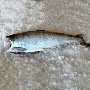 Фото Кета тихоокеанская свежемороженая потрошеная без головы