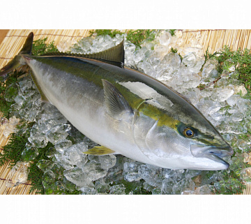 Фото Лакедра (желтохвост) 0,5-1кг