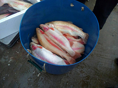 Превью Форель Мурманская свежемороженая непотрошеная