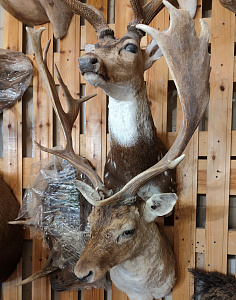 Превью Голова лани