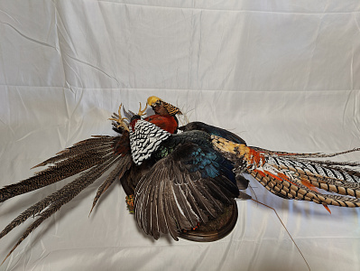 Превью Композиция дерущиеся фазаны