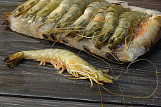 Креветка черная тигровая с головой (16-20)