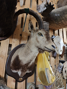 Превью Козерог испанский голова
