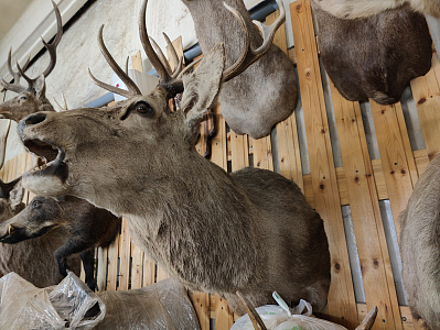 Превью Голова ревущего европейского оленя