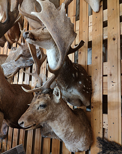 Превью Голова лани