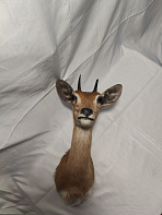 Голова антилопы Стенбок