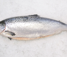 Сёмга атлантическая свежемороженая потрошеная с головой  6-7(аквакультура) Мурманская 