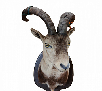 Фото Козерог испанский голова