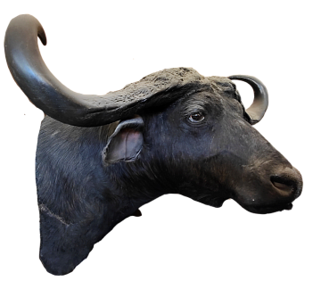 Фото Голова буйвола