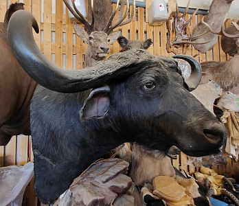 Превью Голова буйвола