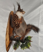 Белка на медальоне с шишкой